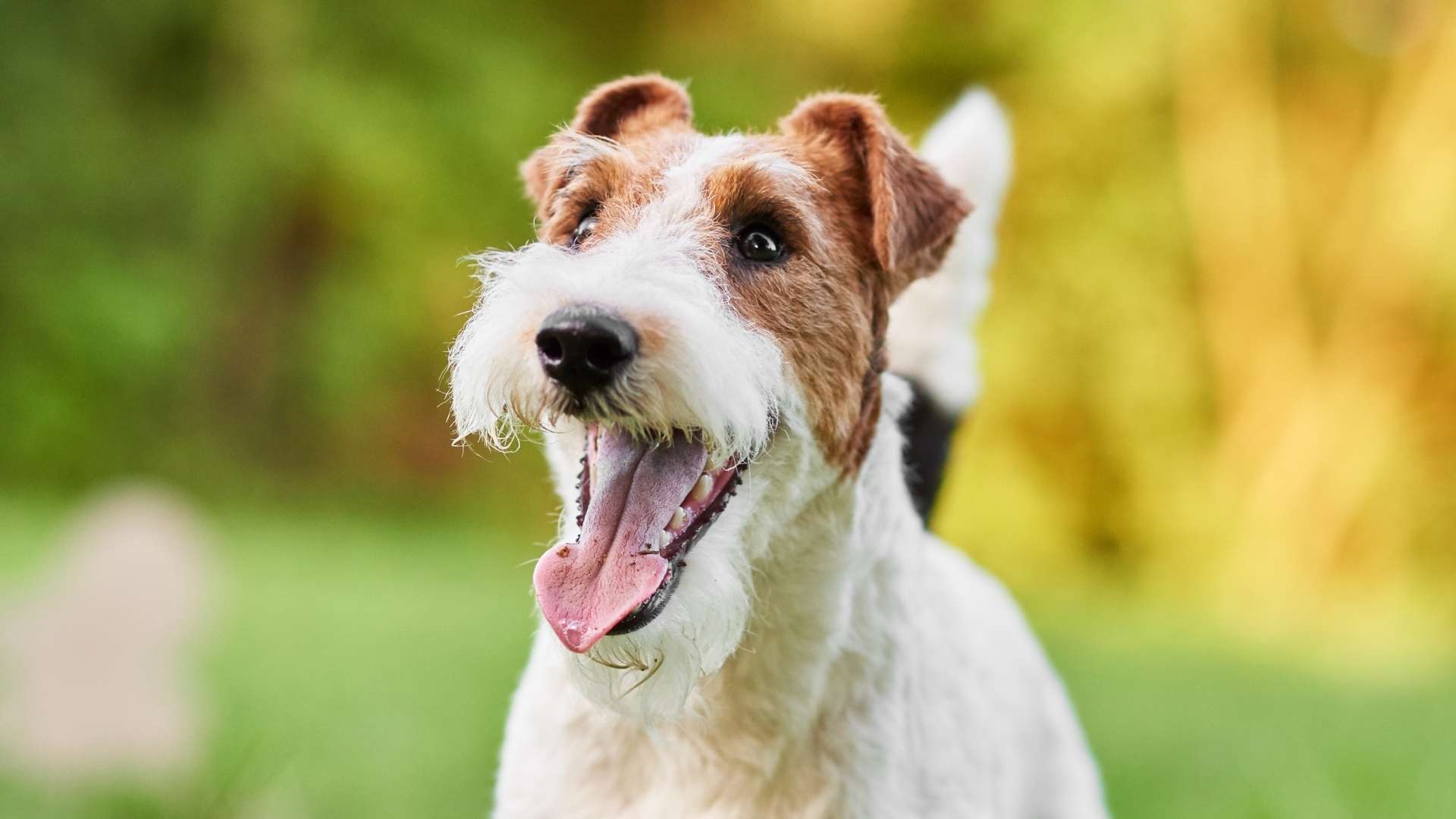 fox terrier